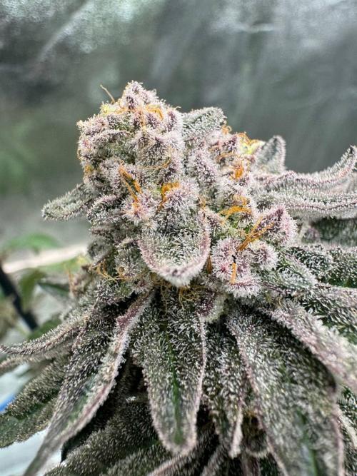 Black Maple 22 x Sherbanger. Week 19