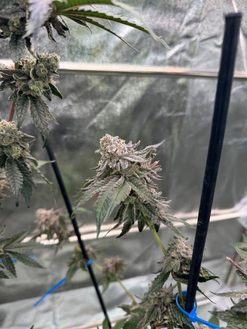 Black Maple 22 x Sherbanger. Week 19