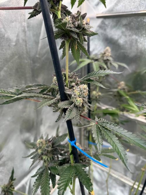 Black Maple 22 x Sherbanger. Week 19