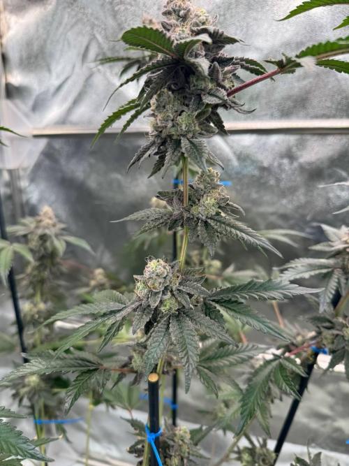 Black Maple 22 x Sherbanger. Week 19