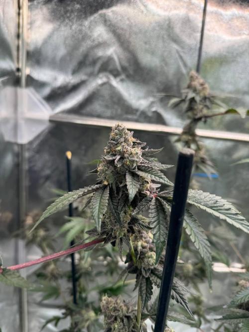 Black Maple 22 x Sherbanger. Week 19