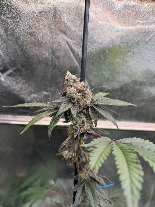 Black Maple 22 x Sherbanger. Week 19