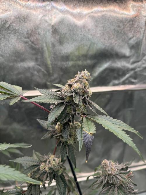 Black Maple 22 x Sherbanger. Week 19