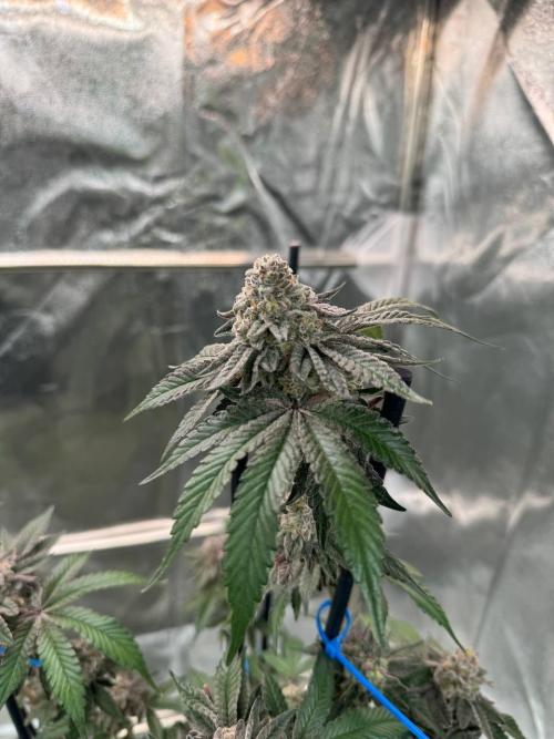 Black Maple 22 x Sherbanger. Week 19
