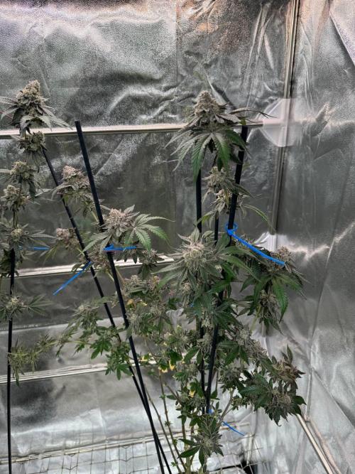 Black Maple 22 x Sherbanger. Week 19