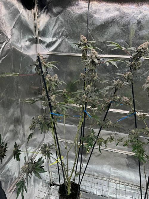 Black Maple 22 x Sherbanger. Week 19