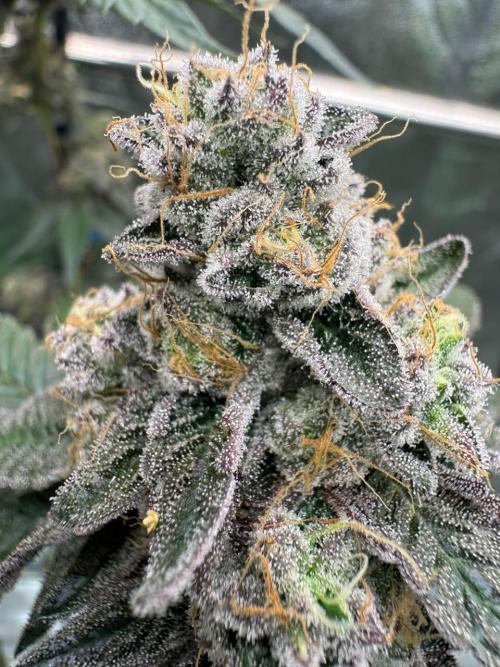 Black Maple 22 x Sherbanger. Week 19