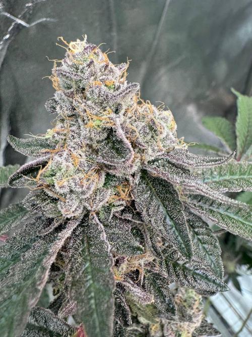 Black Maple 22 x Sherbanger. Week 19