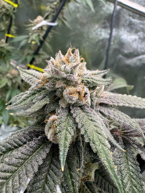 Yogurt Dip REG. Week 19