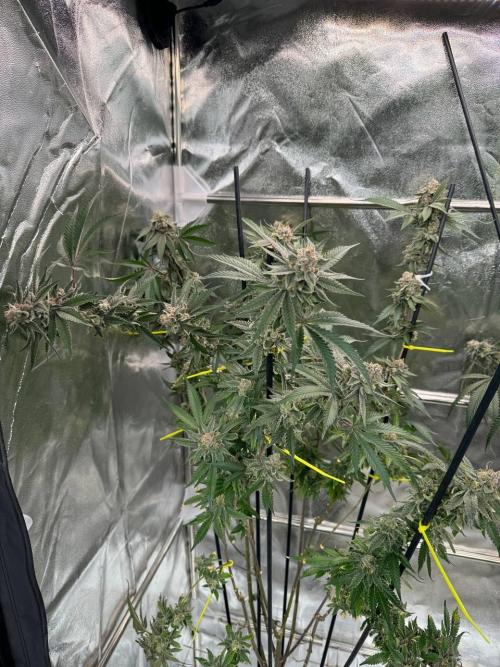 Yogurt Dip REG. Week 19