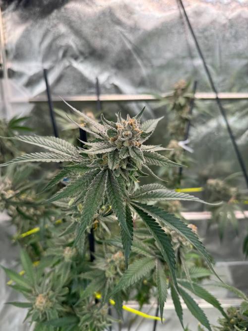 Yogurt Dip REG. Week 19