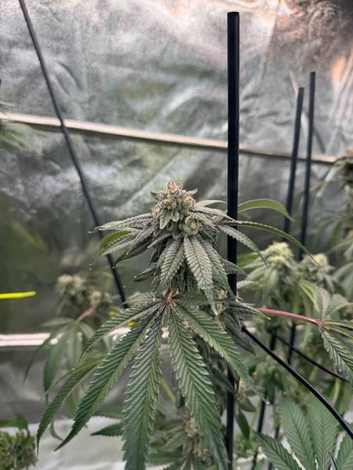 Yogurt Dip REG. Week 19