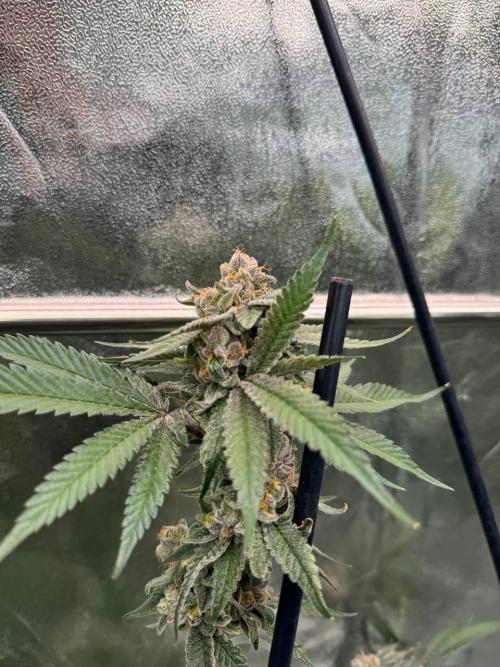 Yogurt Dip REG. Week 19