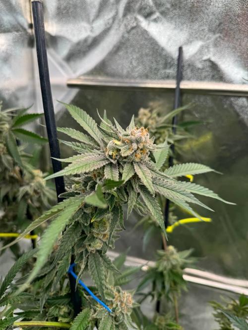 Yogurt Dip REG. Week 19