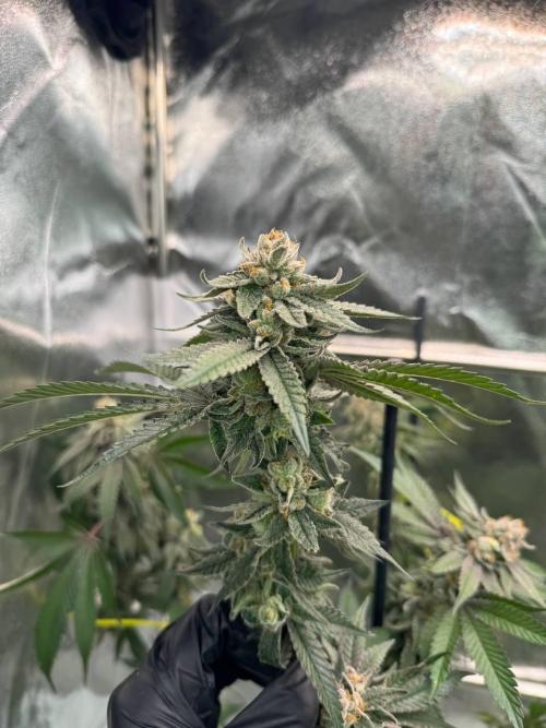 Yogurt Dip REG. Week 19