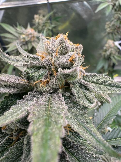 Yogurt Dip REG. Week 19