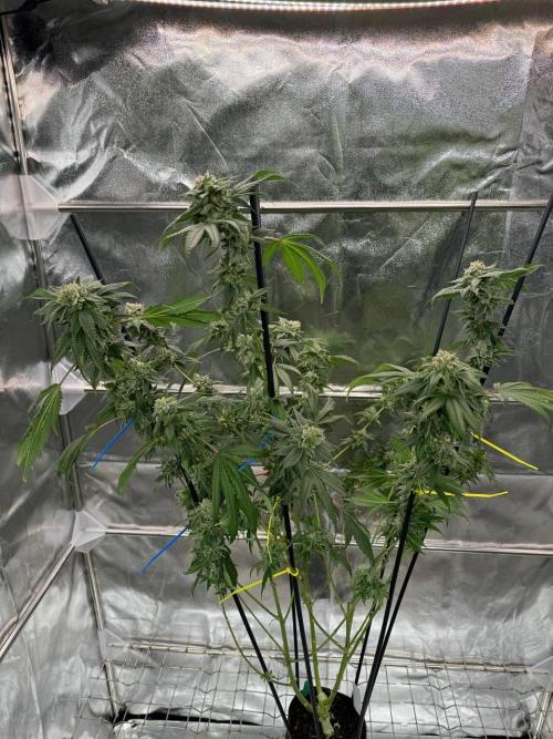 Fluff Fumez REG. Week 19