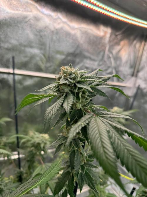 Fluff Fumez REG. Week 19