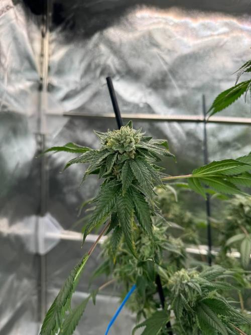 Fluff Fumez REG. Week 19