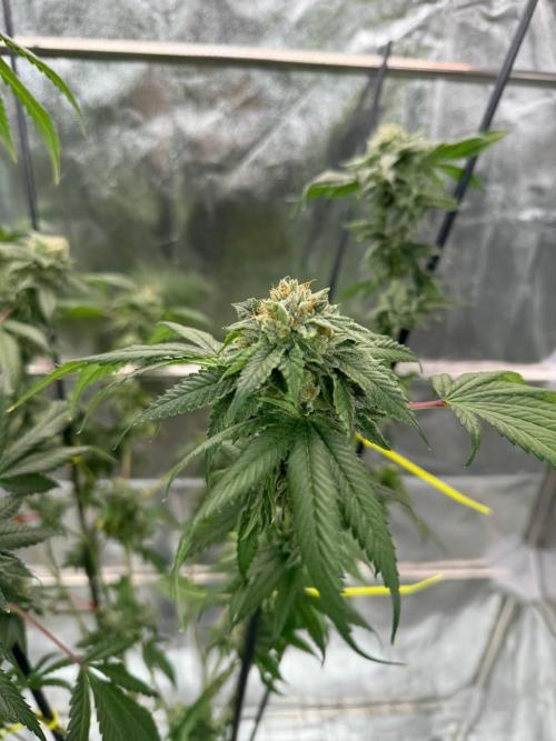 Fluff Fumez REG. Week 19