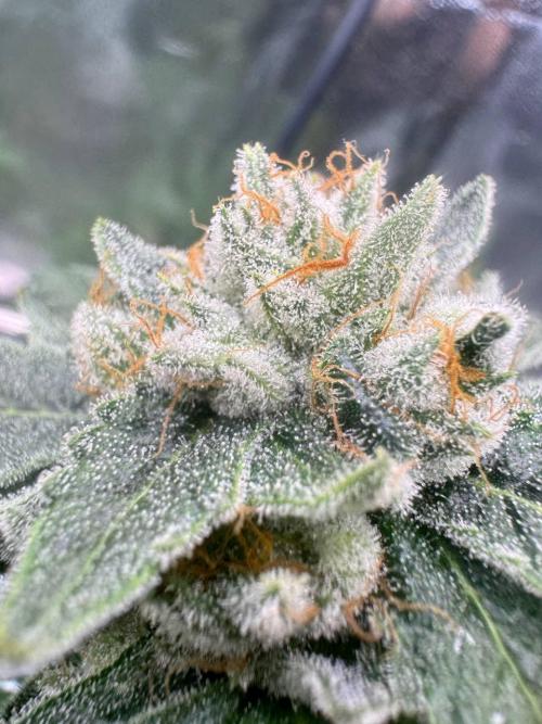 Fluff Fumez REG. Week 19