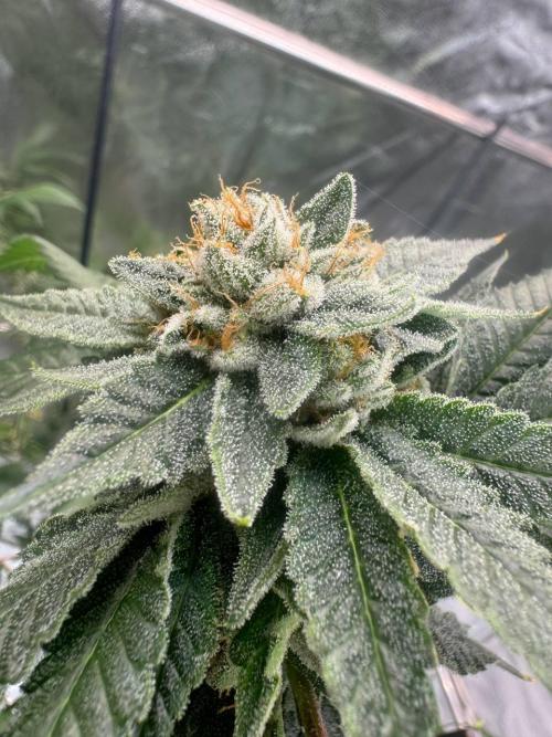 Fluff Fumez REG. Week 19