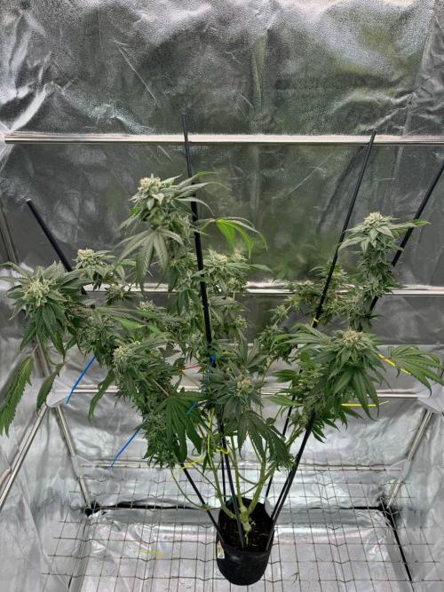 Fluff Fumez REG. Week 19