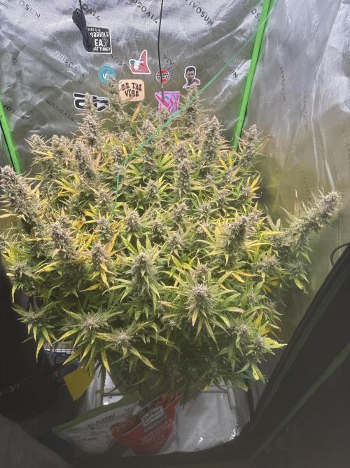 Cookies. Week 11