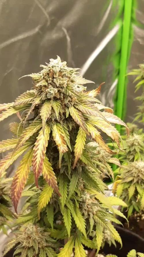 dosidos x lsd x glue gelato
