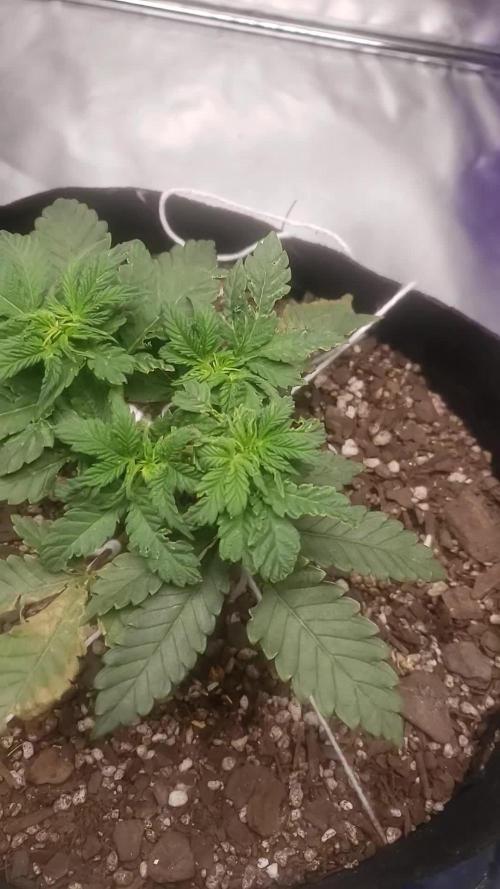 xl_xzax grow 1 random-seed-1