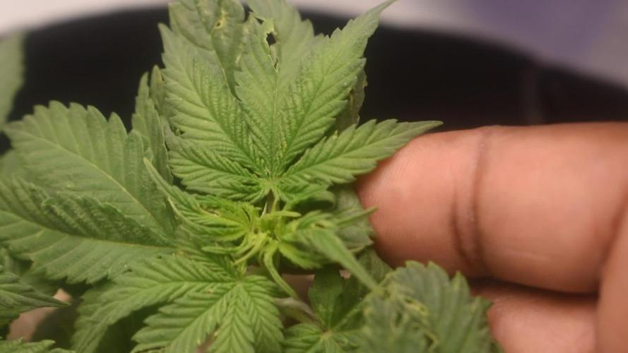 xl_xzax grow 1 random-seed-1