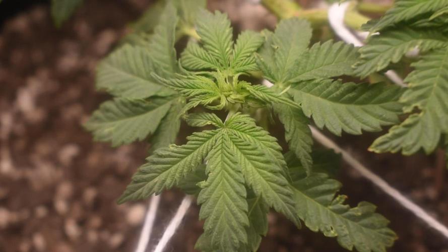 xl_xzax grow 1 random-seed-1