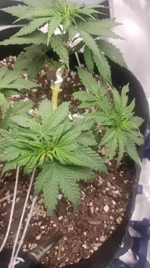 xl_xzax grow 1 kinglouie-seed-1??