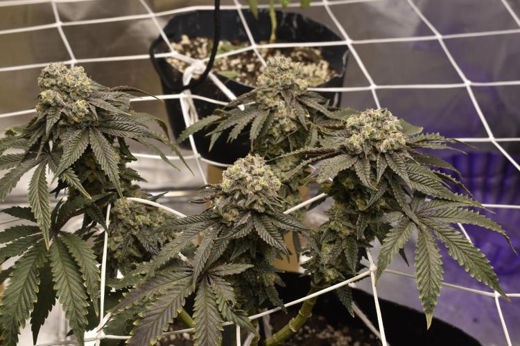 xl_xzax grow 1 kinglouie-seed-1??. Week 15 - 12/20