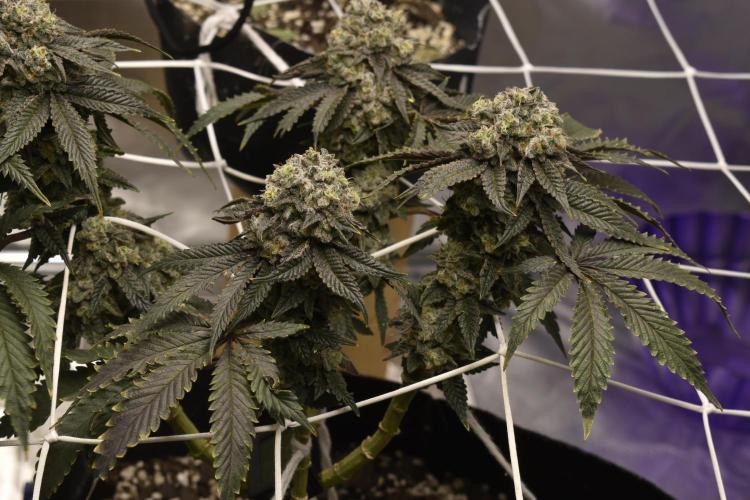 xl_xzax grow 1 kinglouie-seed-1??. Week 15 - 12/20