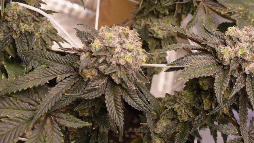 xl_xzax grow 1 kinglouie-seed-1??