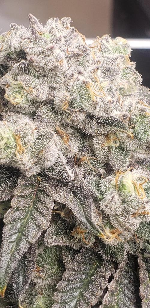 xl_xzax grow 1 kinglouie-seed-1??. Week 15 - 12/20