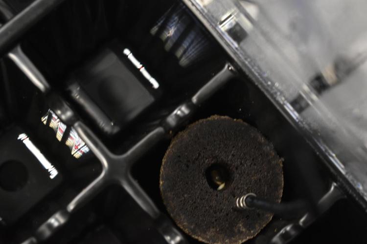 GMO COOKIE / Purple Urkle Strain Reveal. Week 0 - SEED A