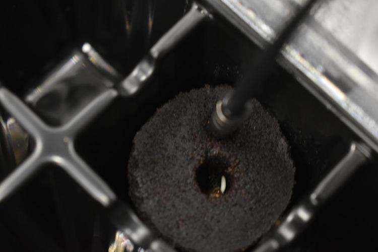 GMO COOKIE / Purple Urkle Strain Reveal. Week 0 - SEED B