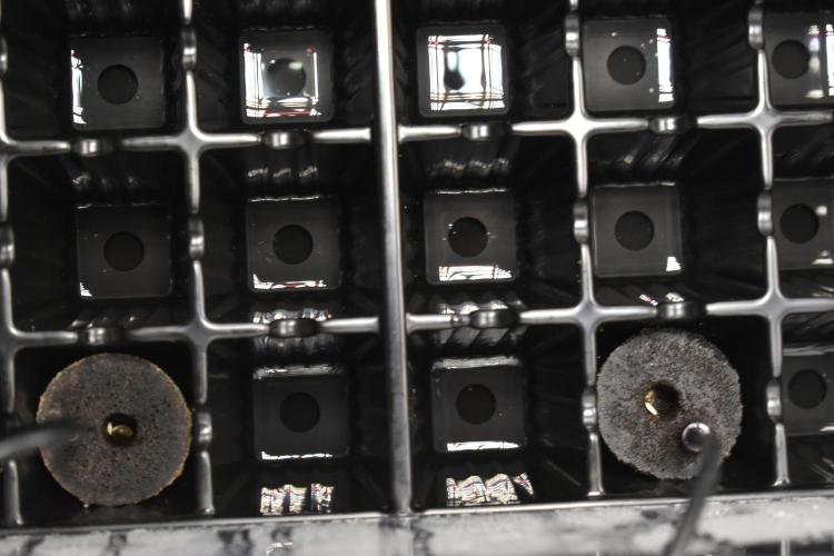 GMO COOKIE / Purple Urkle Strain Reveal. Week 0 - SEED A&B SIDE BY SIDE

activity jan20
photo jan21 