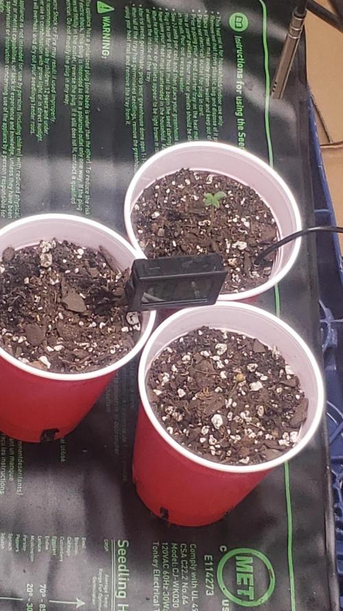 GMO COOKIE / Purple Urkle Strain Reveal. Week 0 - jan27