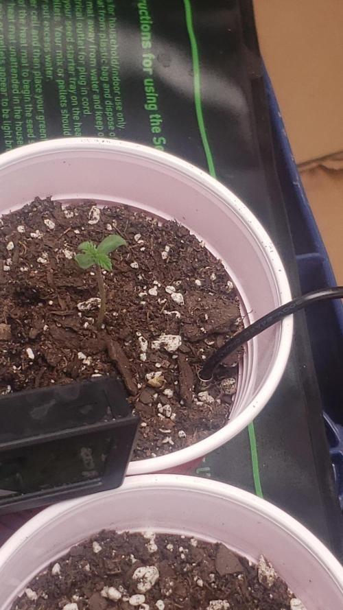 GMO COOKIE / Purple Urkle Strain Reveal. Week 0 - jan27 gmoCookie aka seed#1