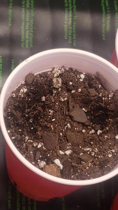 GMO COOKIE / Purple Urkle Strain Reveal. Week 0 - jan27 purpleUrkle aka Seed#3 {discarded}