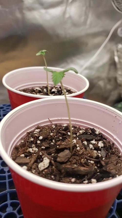 GMO COOKIE / Purple Urkle Strain Reveal