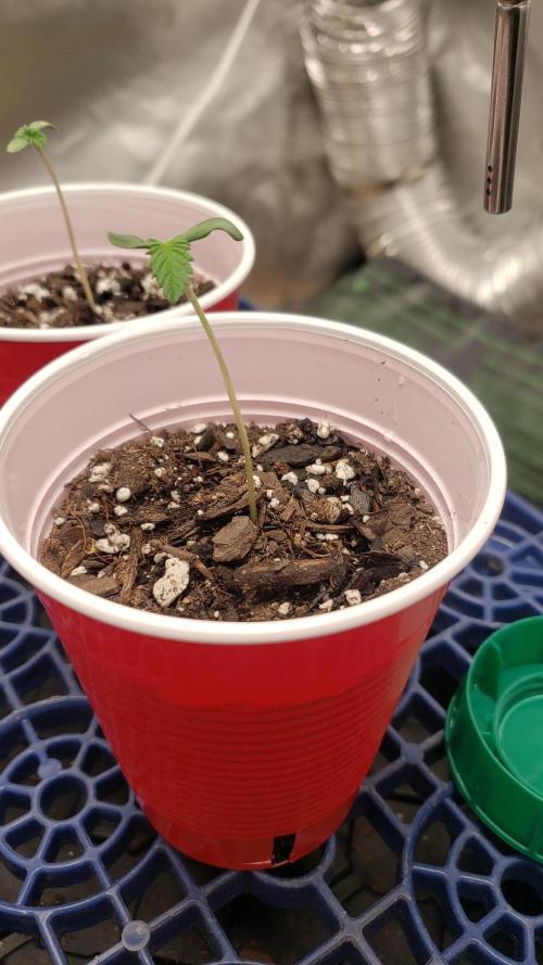 GMO COOKIE / Purple Urkle Strain Reveal. Week 0 - Seed 1 jan29 Seedling day 3 1⅝inches