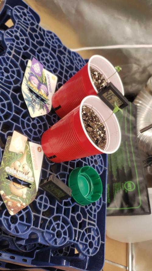 GMO COOKIE / Purple Urkle Strain Reveal. Week 0 - Jan29
120-150ppfd
74-77°F
62%rH