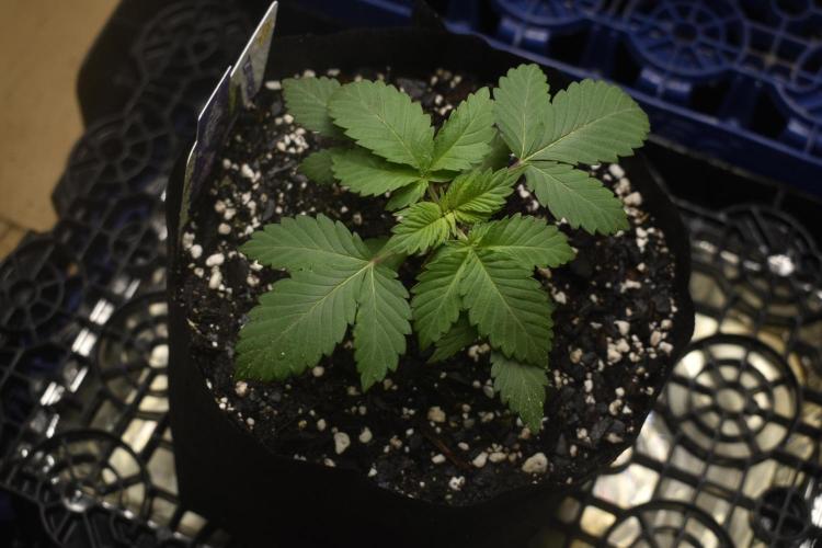 GMO COOKIE / Purple Urkle Strain Reveal. Week 1 - purple urkle feb*16