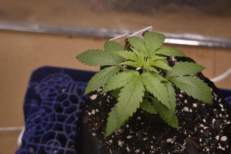 GMO COOKIE / Purple Urkle Strain Reveal. Week 1 - gmo cookie feb*16