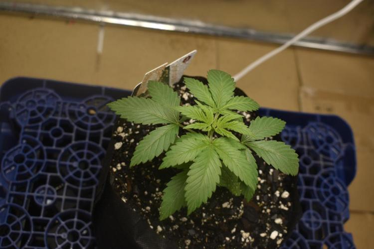 GMO COOKIE / Purple Urkle Strain Reveal. Week 1 - purple urkle feb*16