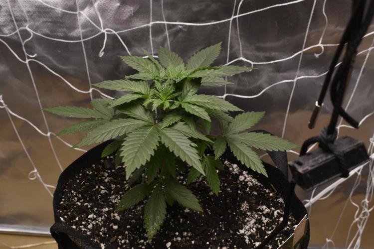 GMO COOKIE. Week 3 - 2/26 6p g.cookie